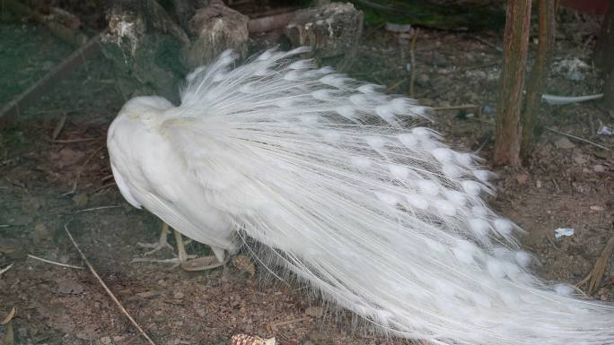 白孔雀开屏美丽动物漂亮孔雀