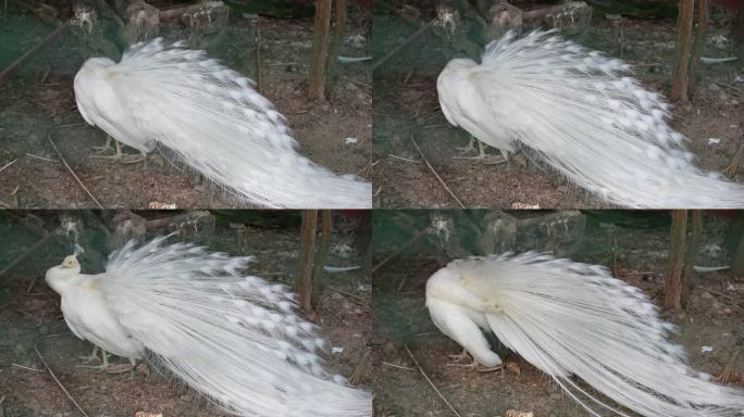 白孔雀开屏美丽动物漂亮孔雀