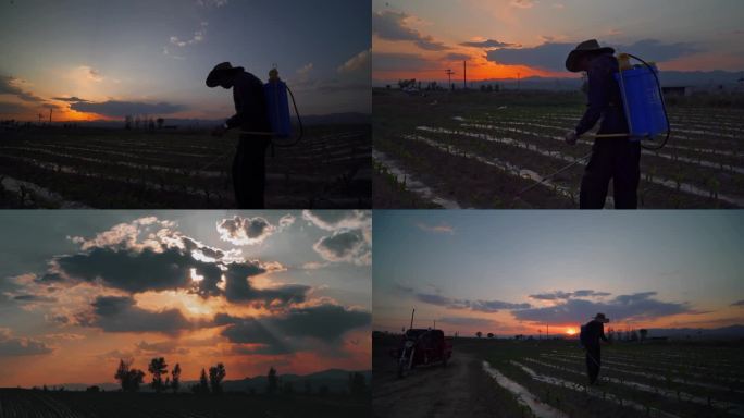 夕阳下农民地里干活