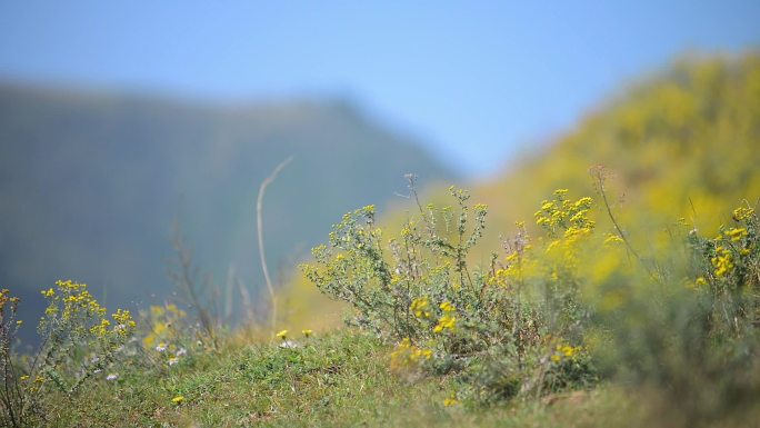 蓝天白云寺院野花草