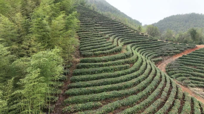 航拍江南浙江茶山茶园竹林竹山竹海春天云雾