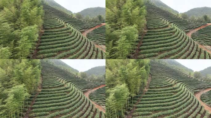 航拍江南浙江茶山茶园竹林竹山竹海春天云雾