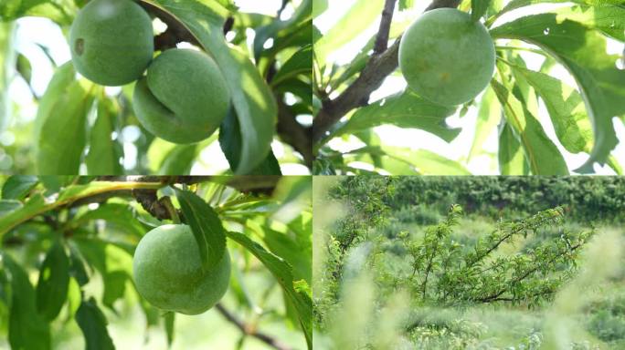 蜂糖李挂果 李树种植