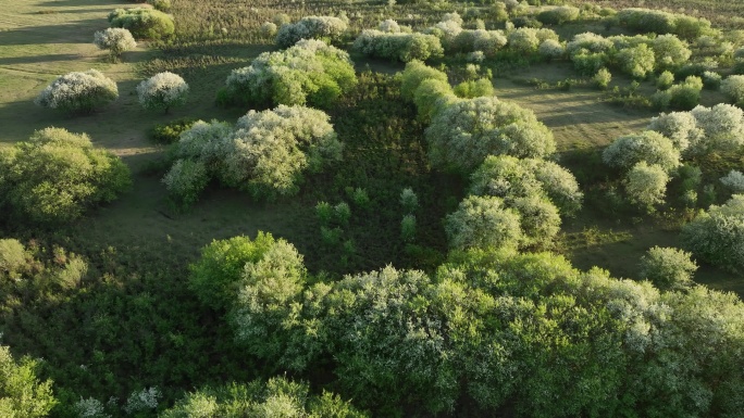 航拍山丁子花开