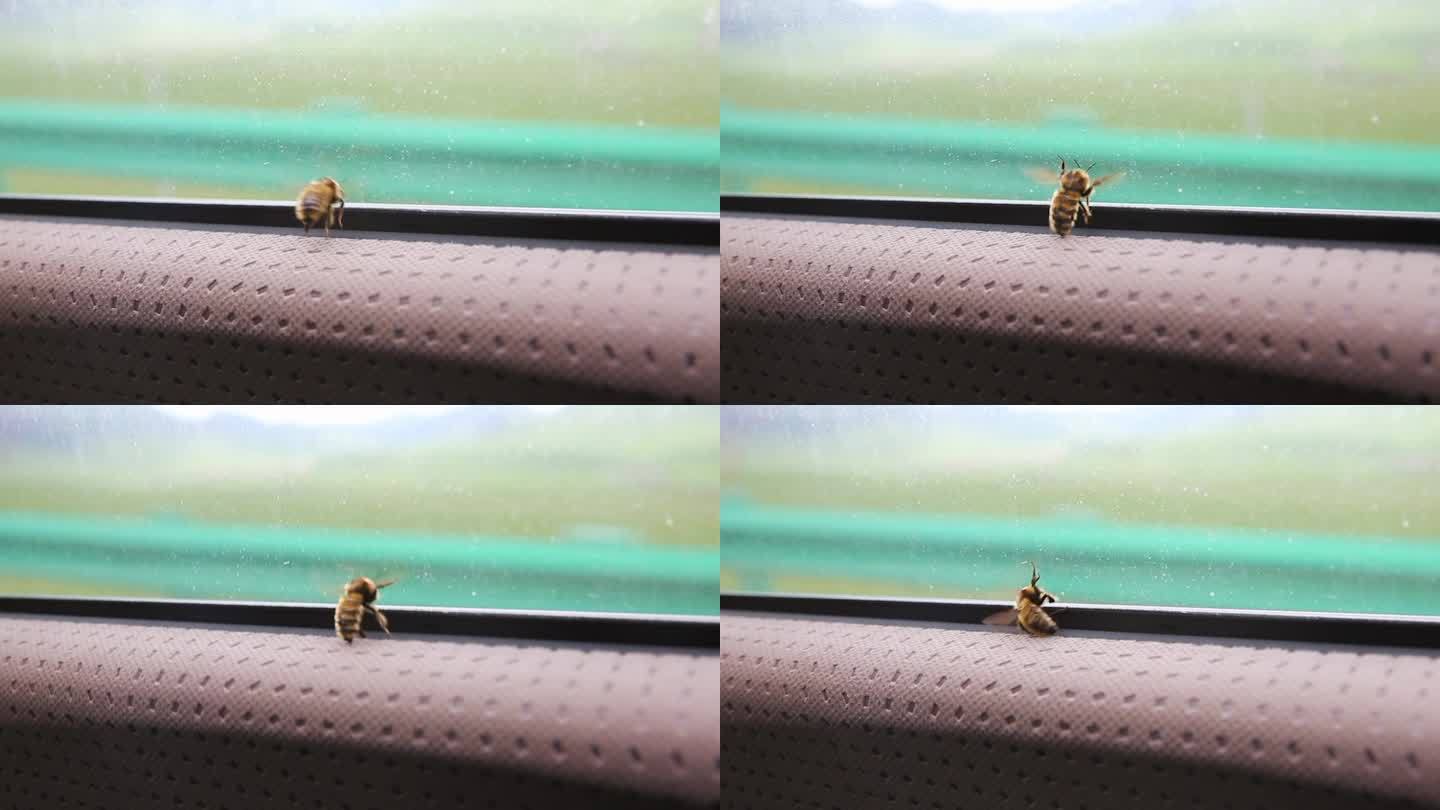 窗户里的蜜蜂
