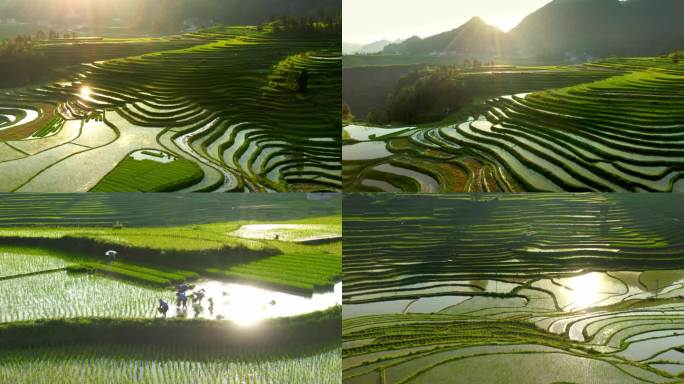 农忙梯田风光多景别4k