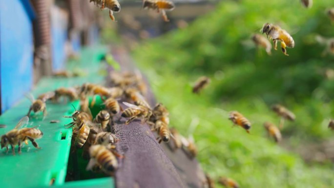养蜂场蜜蜂飞舞慢镜头特写