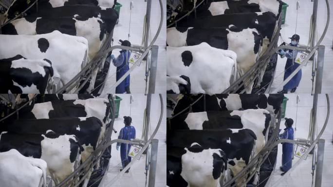 奶牛场奶牛自动挤牛奶