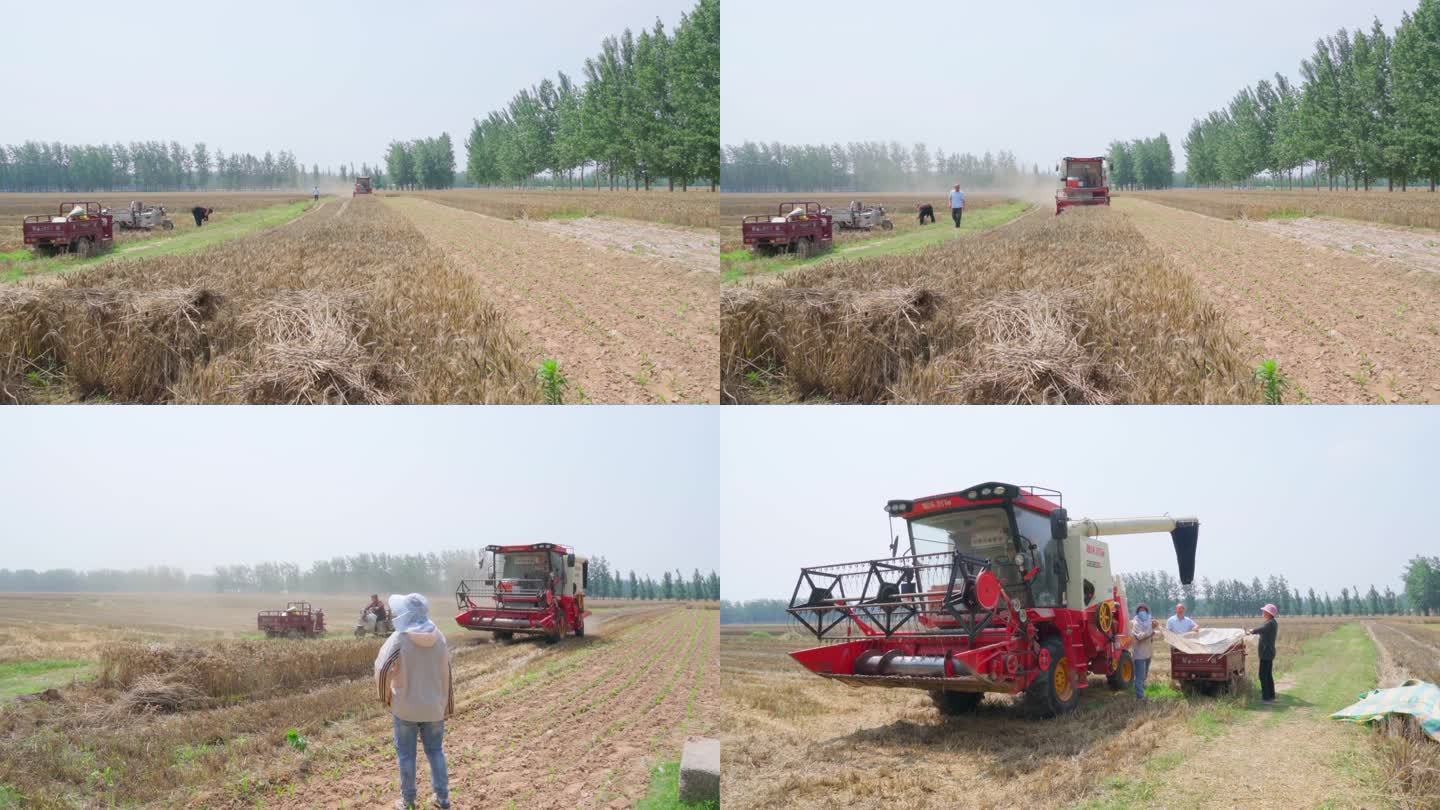 4K北方农村受灾小麦收获麦收实拍视频