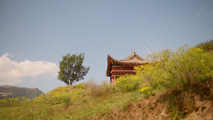 蓝天白云寺院野花草