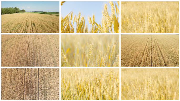 成熟的小麦（特写加航拍）