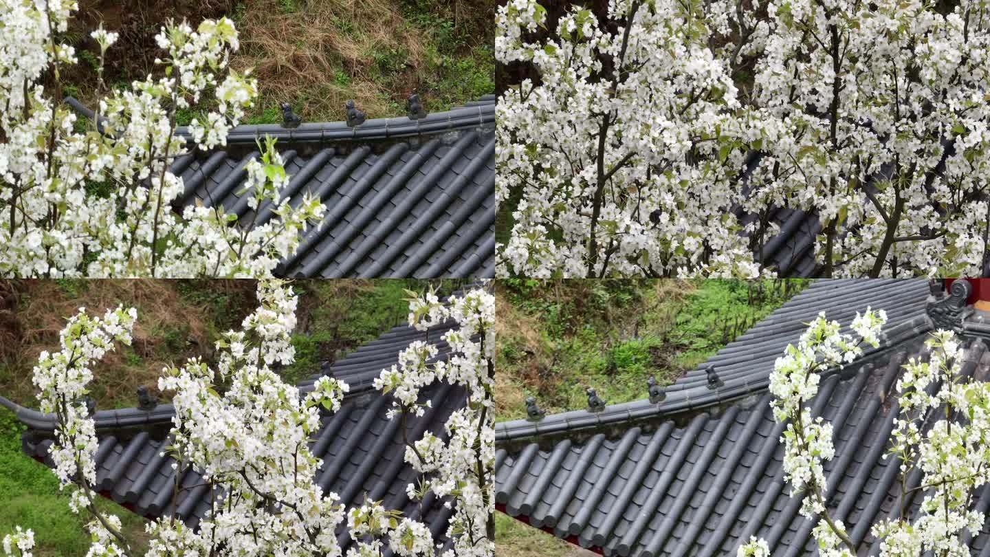 航拍浙江寺庙春天屋面屋檐白色梨花盛开