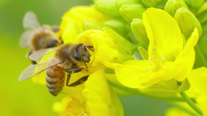 蜜蜂油菜花上采蜜特写镜头