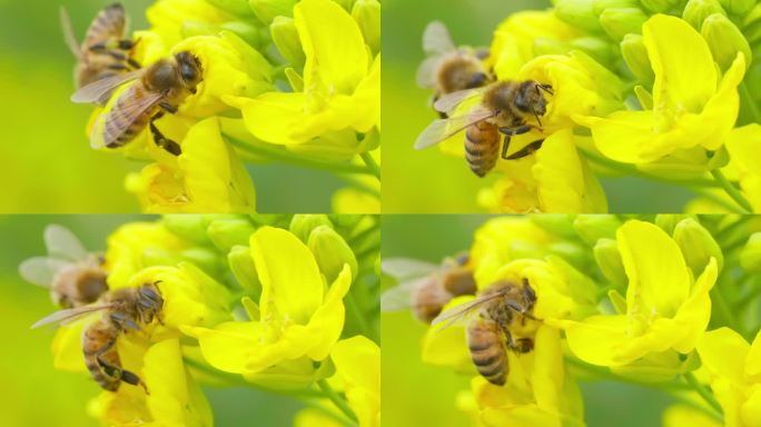 蜜蜂油菜花上采蜜特写镜头