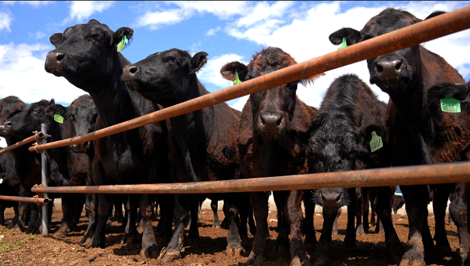 安格斯肉牛 肉牛养殖场