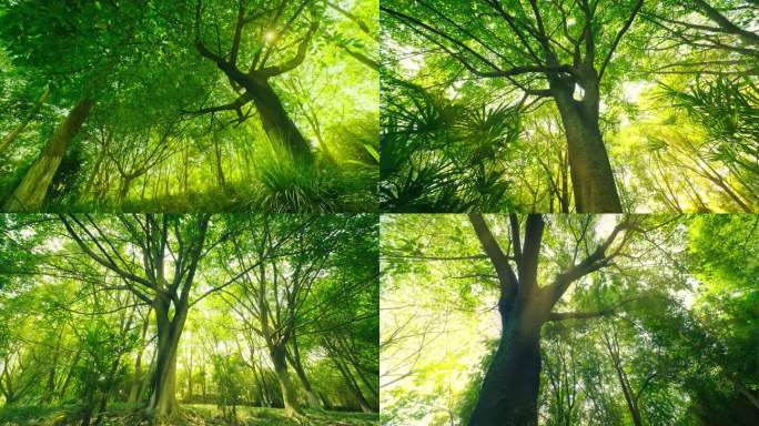 阳光森林大树童话森林逆光绿色自然树林