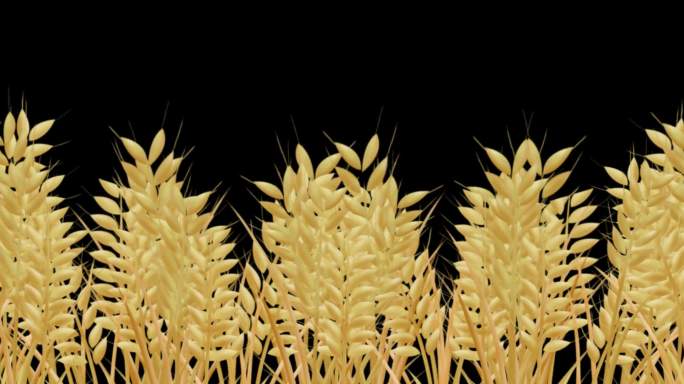 麦子透明通道 麦子透明素材 原创手绘麦子