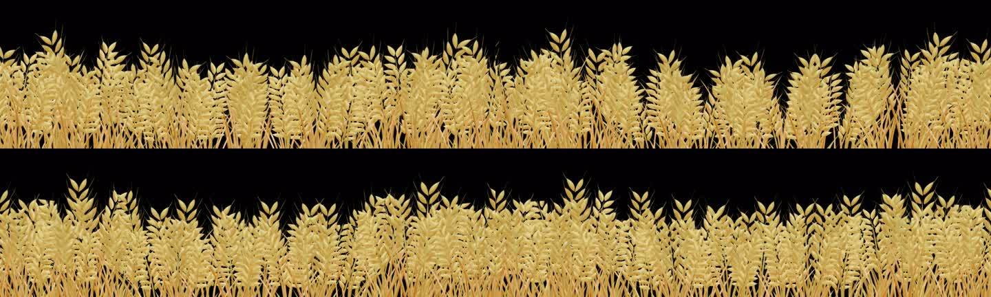 麦子透明通道 麦子透明素材 原创手绘麦子