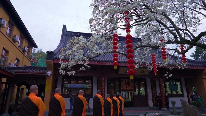 杭州法喜寺500年白玉兰