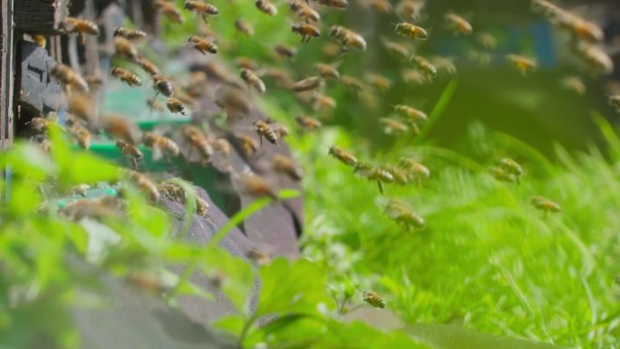 微距特写阳光养蜂场蜜蜂成群飞舞回蜂巢