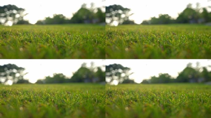 【4K】绿色草地积极阳光