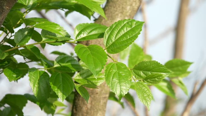 绿叶 植物 风吹