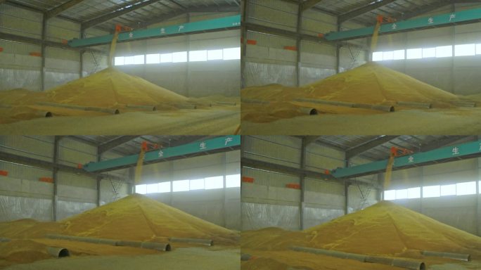 晾晒烘干厂倾倒整合丰收金黄麦穗