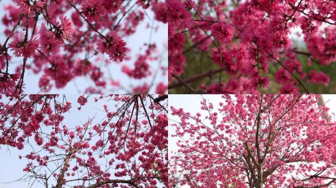 春天拍菊花桃盛放的花朵