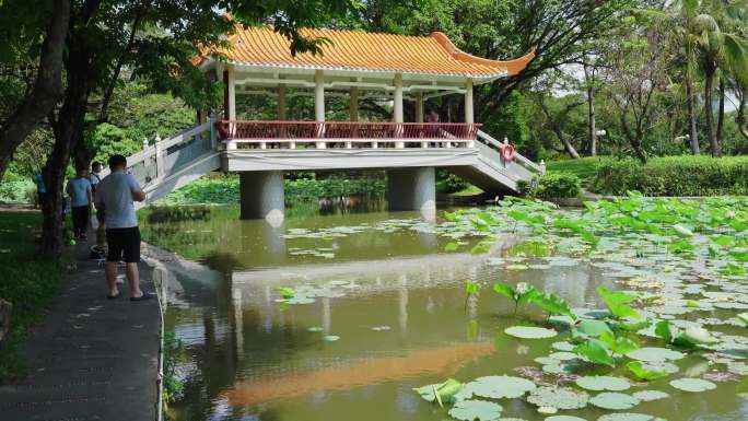 城市公园莲花湖畔亭子风光