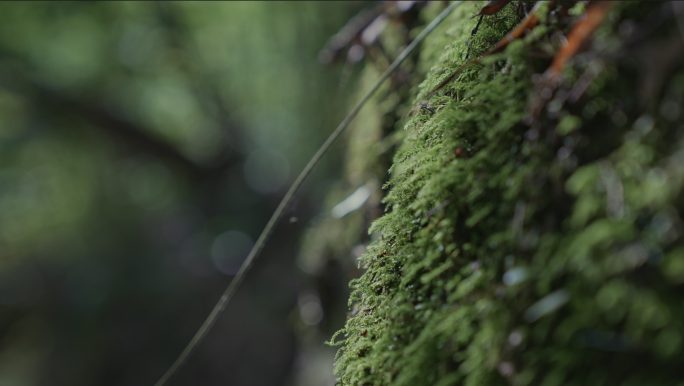 原始森林青苔苔鲜小溪大自然空镜4k