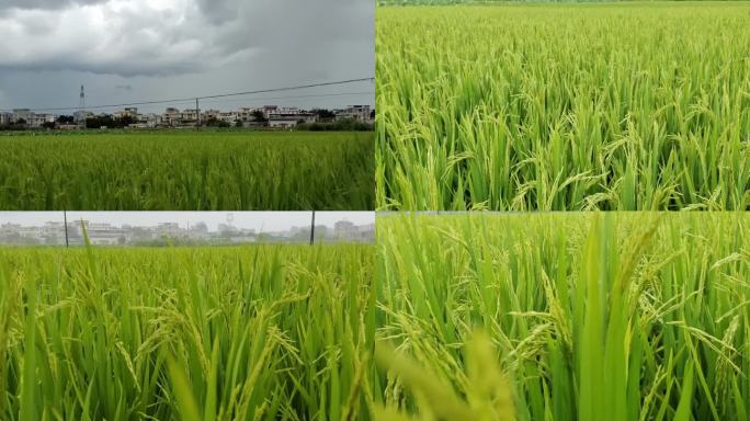 稻田雨景田野雨声风雨中的田野禾苗随风摇摆