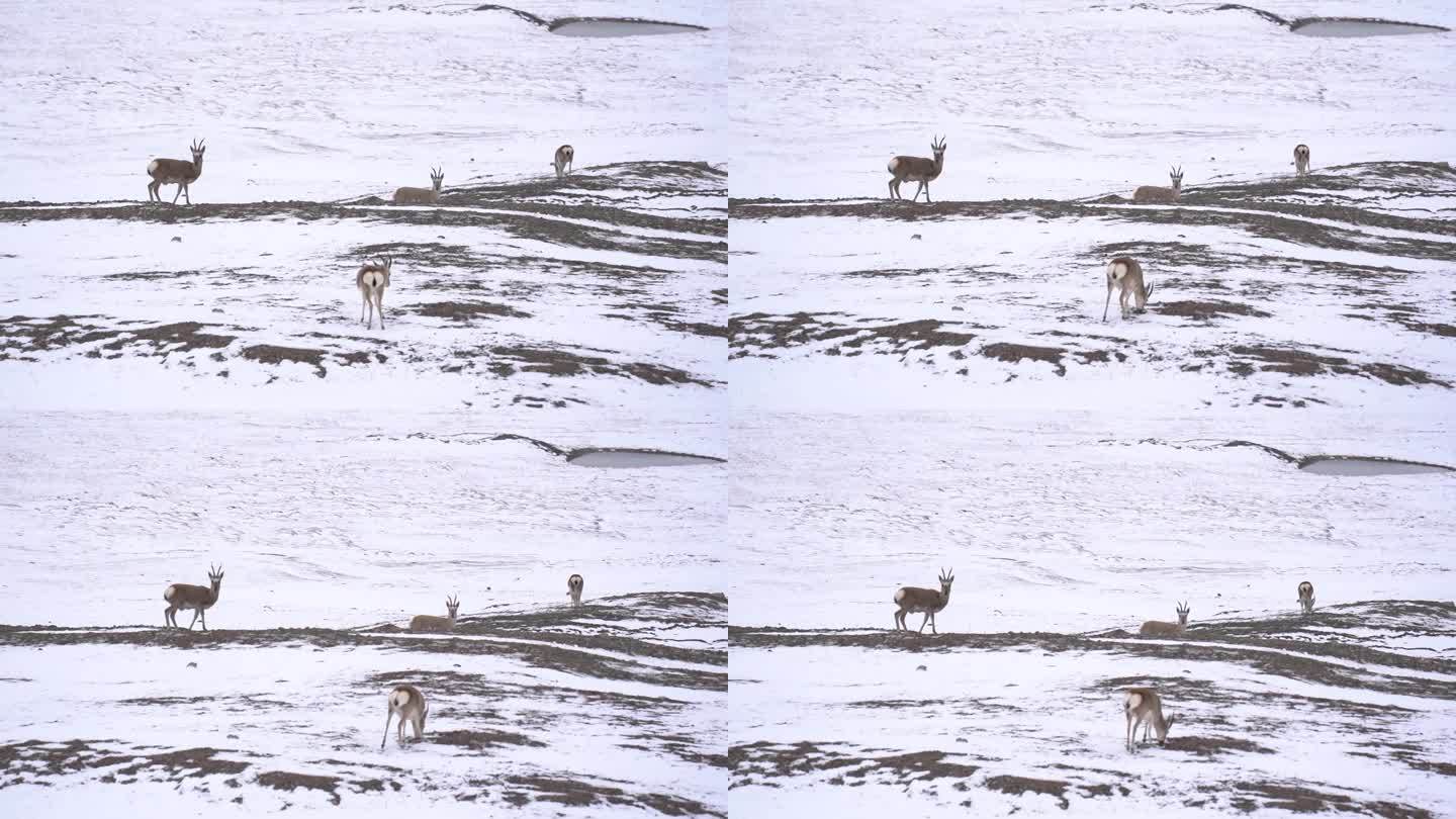 雪地里的藏原羚