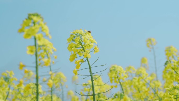 油菜花