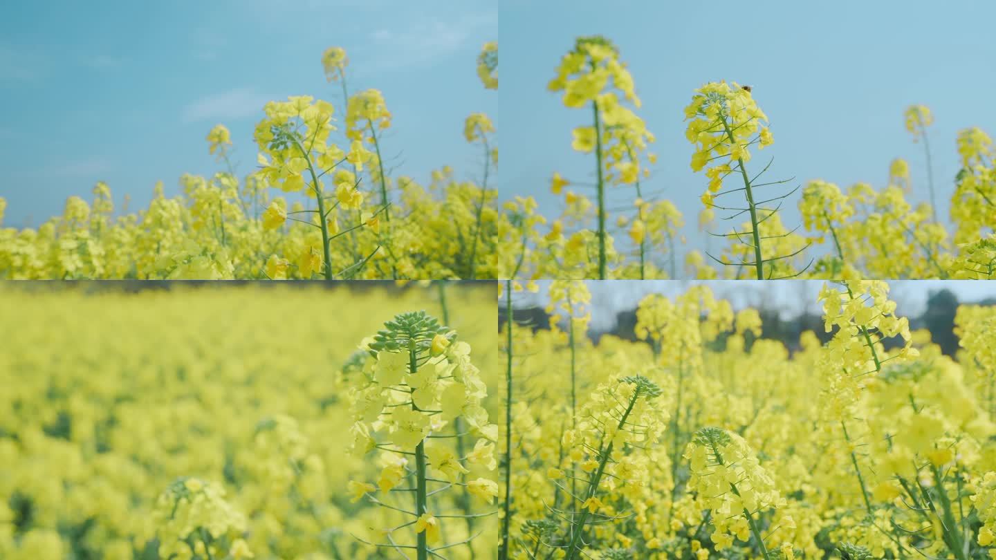 油菜花