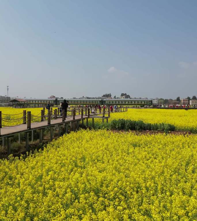 昆明网红油菜花打卡点