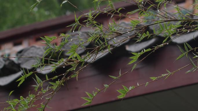 6K雨中的竹子与屋檐【50p】