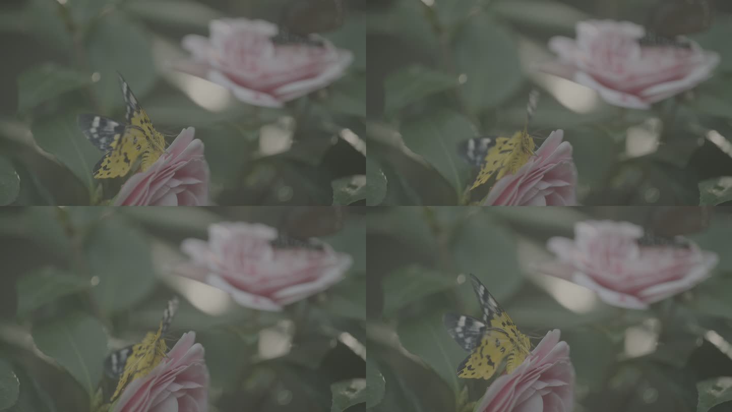 蝴蝶与花3