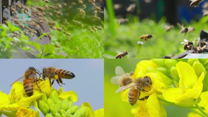 春天田野养蜂场蜜蜂慢镜头专辑
