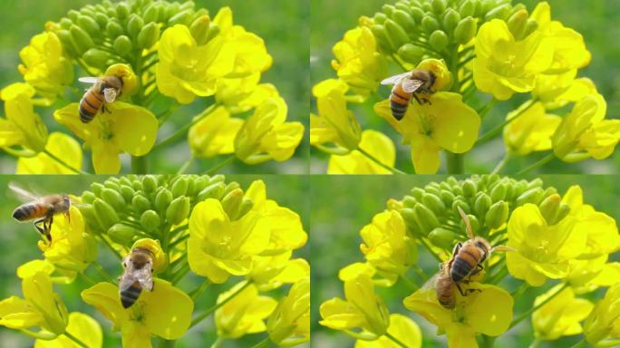 春天田野蜜蜂油菜花上采蜜专辑