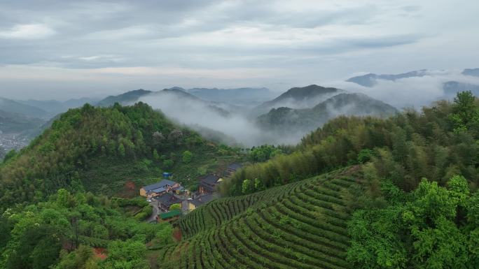 航拍浙江春天竹林竹山竹海茶山茶园云雾寺庙