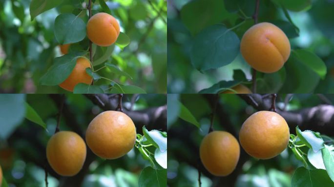 树枝上的金黄色笆斗杏