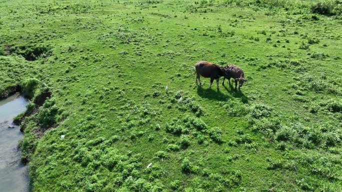 水牛与鹭鸶在河边草场