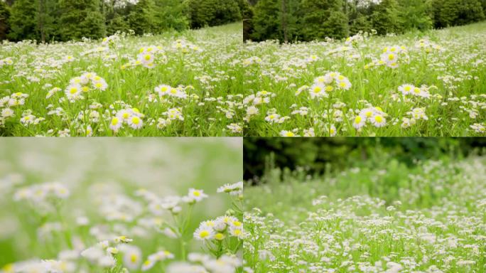 公园野菊花