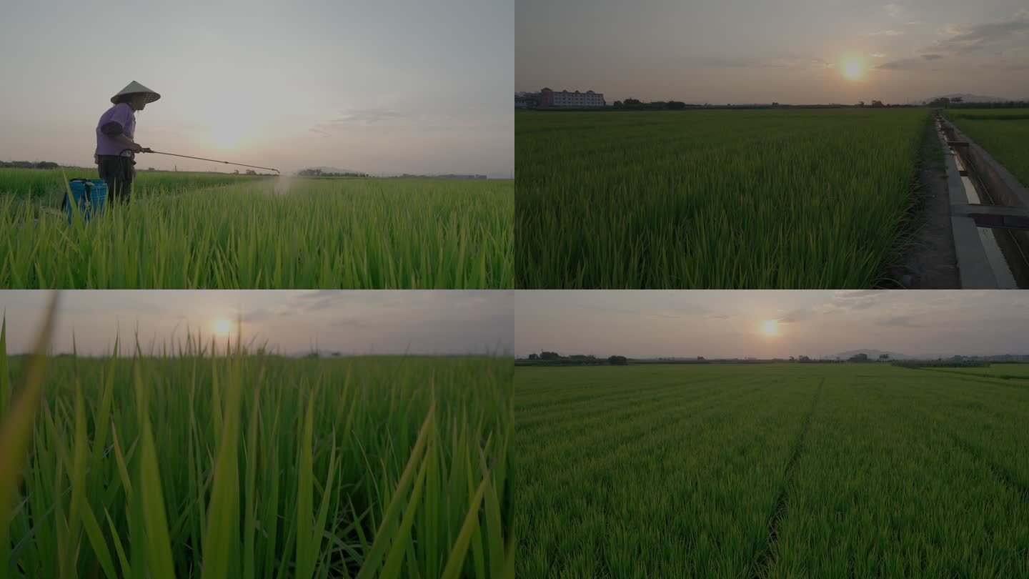 【HDR】唯美水稻素材
