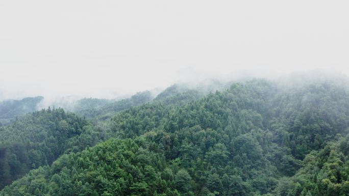 农村雨后大雾