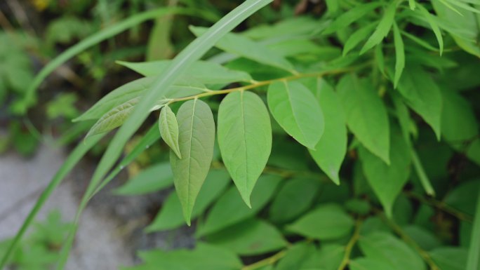 算盘子草野草