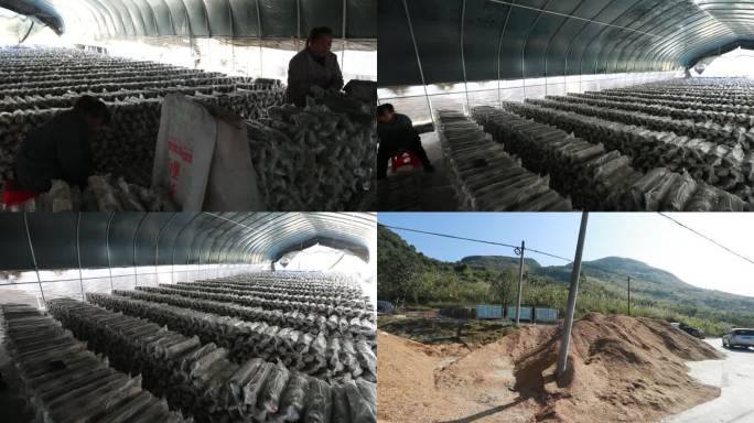 香菇产业 香菇种植 乡村振兴 农村种植
