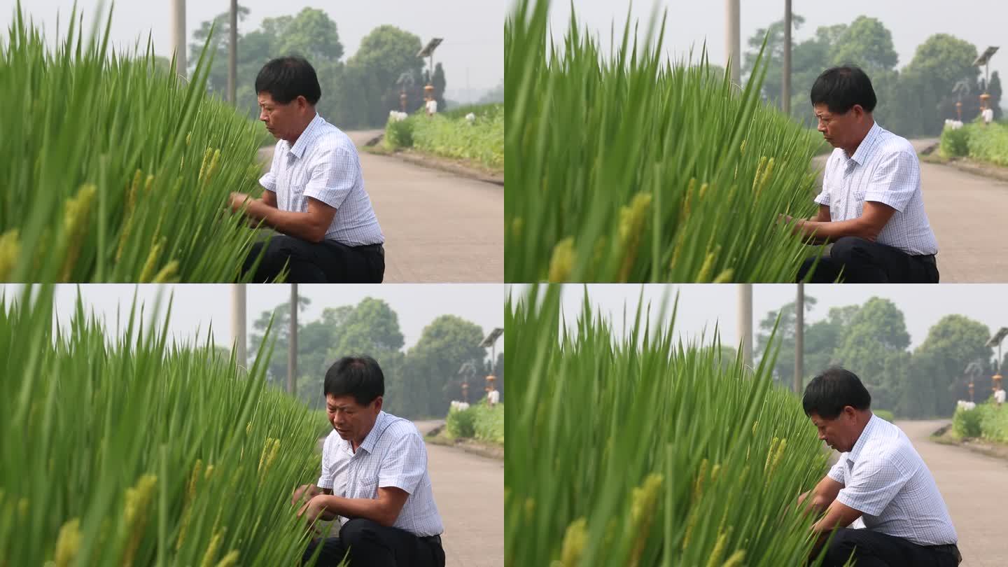 现代农民农技专家田头查看水稻病虫害实拍