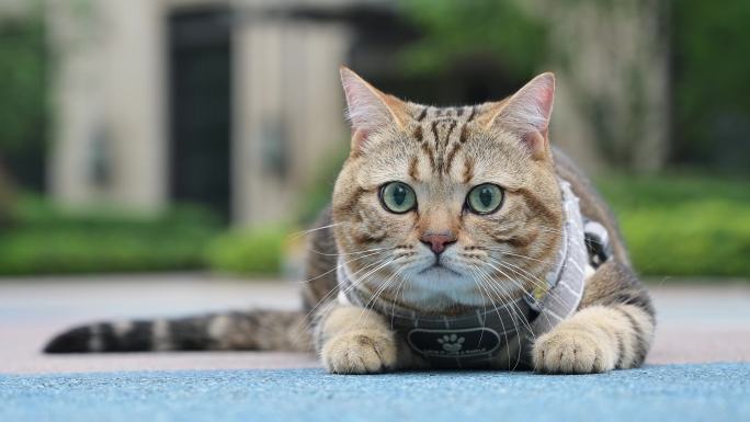 在户外玩耍的可爱小猫特写镜头