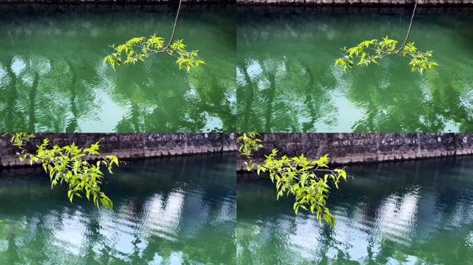 湖边绿叶空镜头（升格）